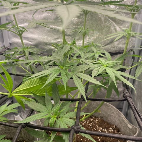 Gorilla Cookies FF growlog timeline photo