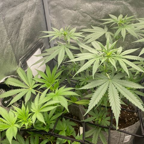 Gorilla Cookies FF growlog timeline photo