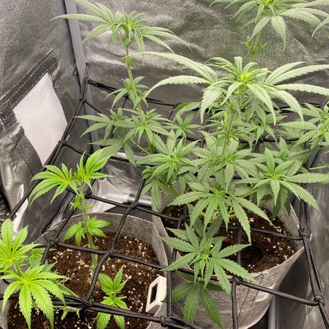 Gorilla Cookies FF growlog timeline photo