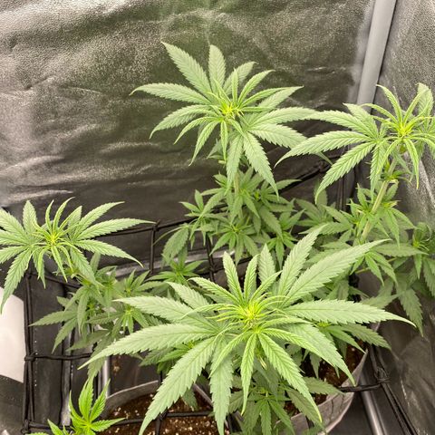 Gorilla Cookies FF growlog timeline photo
