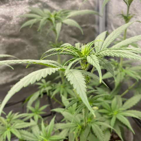 Gorilla Cookies FF growlog timeline photo