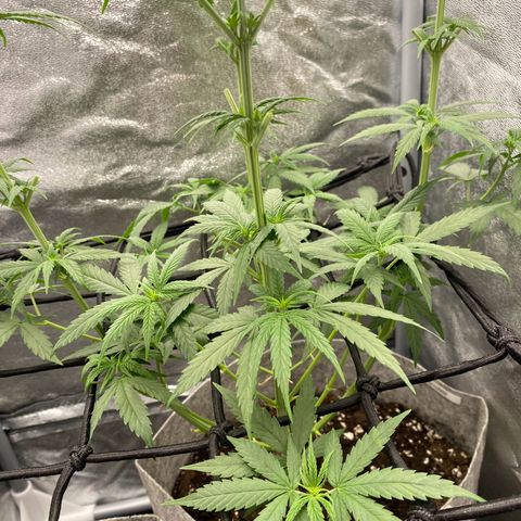 Gorilla Cookies FF growlog timeline photo