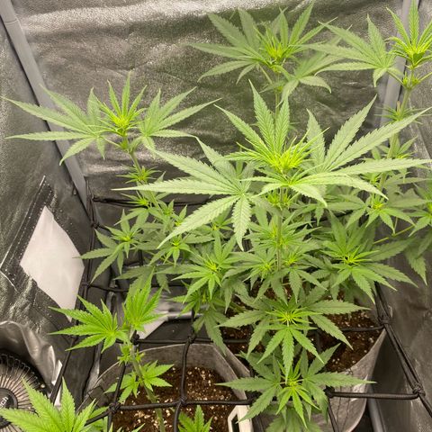 Gorilla Cookies FF growlog timeline photo