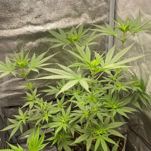 Gorilla Cookies FF growlog timeline photo