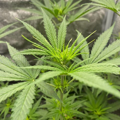 Gorilla Cookies FF growlog timeline photo
