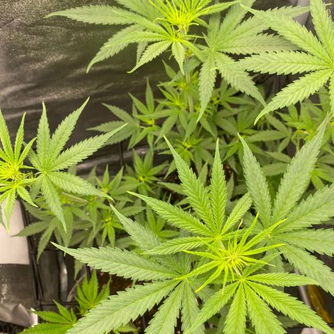 Gorilla Cookies FF growlog timeline photo