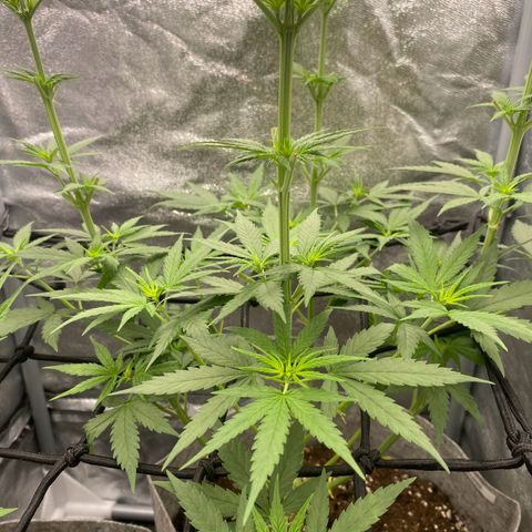 Gorilla Cookies FF growlog timeline photo