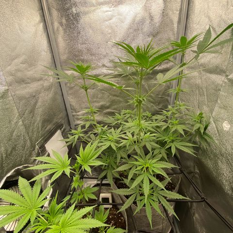 Gorilla Cookies FF growlog timeline photo