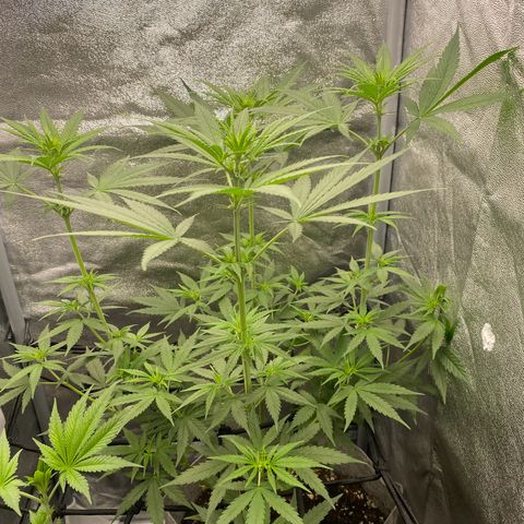 Gorilla Cookies FF growlog timeline photo