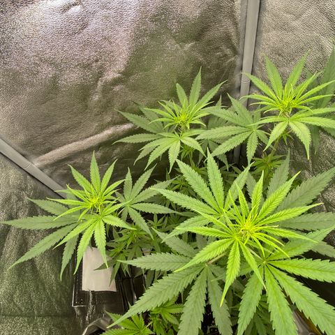 Gorilla Cookies FF growlog timeline photo