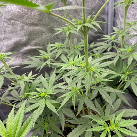 Gorilla Cookies FF growlog timeline photo