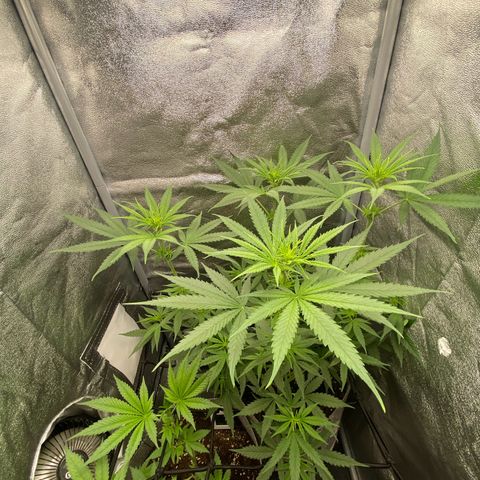 Gorilla Cookies FF growlog timeline photo