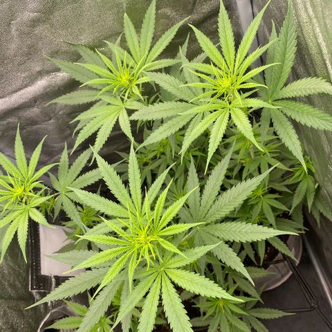 Gorilla Cookies FF growlog timeline photo
