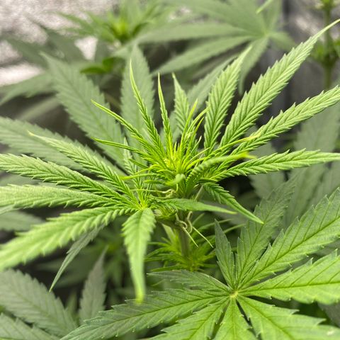 Gorilla Cookies FF growlog timeline photo