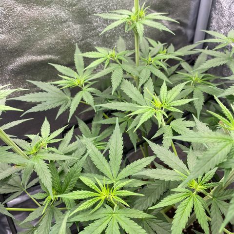 Gorilla Cookies FF growlog timeline photo