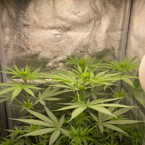 Gorilla Cookies FF growlog timeline photo