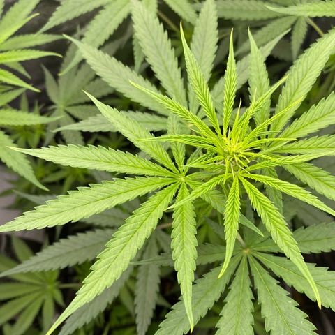 Gorilla Cookies FF growlog timeline photo