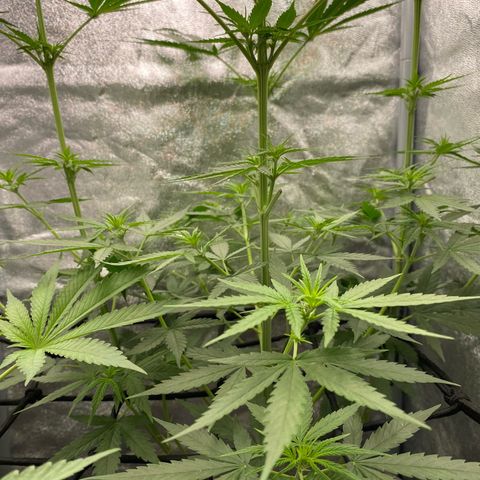 Gorilla Cookies FF growlog timeline photo