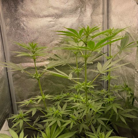 Gorilla Cookies FF growlog timeline photo