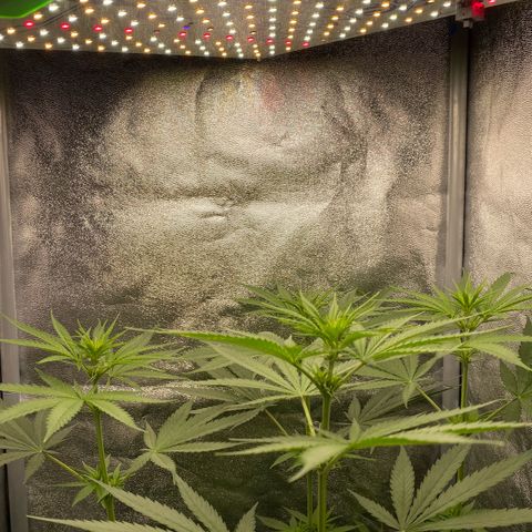 Gorilla Cookies FF growlog timeline photo