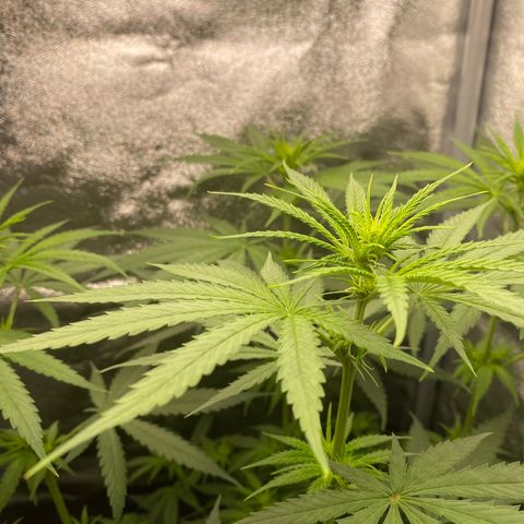 Gorilla Cookies FF growlog timeline photo