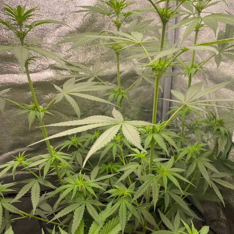 Gorilla Cookies FF growlog timeline photo