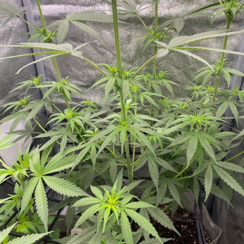 Gorilla Cookies FF growlog timeline photo