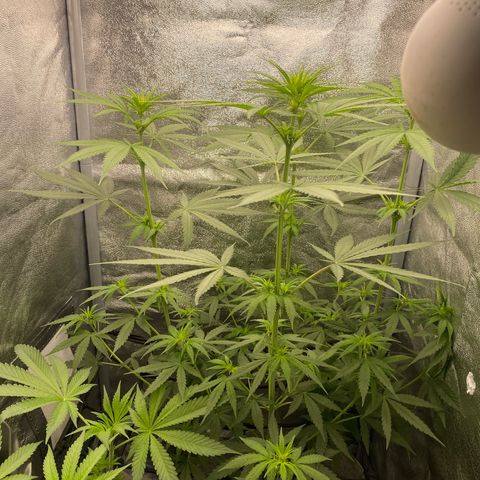 Gorilla Cookies FF growlog timeline photo