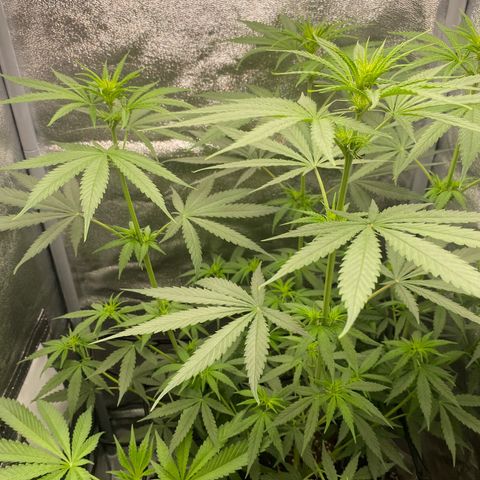 Gorilla Cookies FF growlog timeline photo