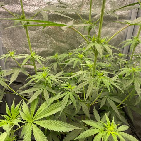 Gorilla Cookies FF growlog timeline photo