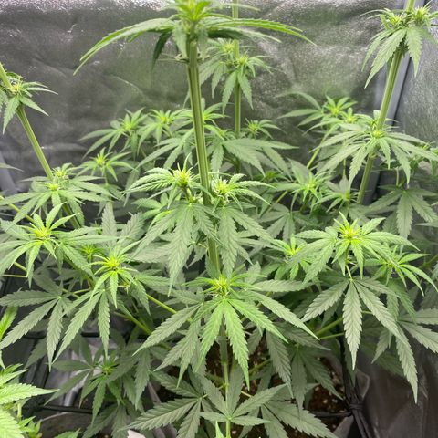 Gorilla Cookies FF growlog timeline photo