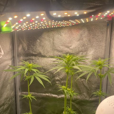 Gorilla Cookies FF growlog timeline photo