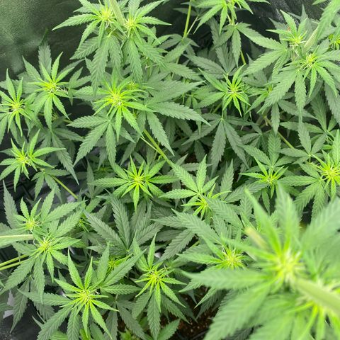Gorilla Cookies FF growlog timeline photo