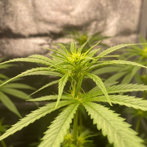 Gorilla Cookies FF growlog timeline photo