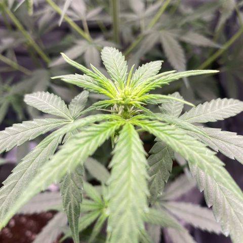Gorilla Cookies FF growlog timeline photo