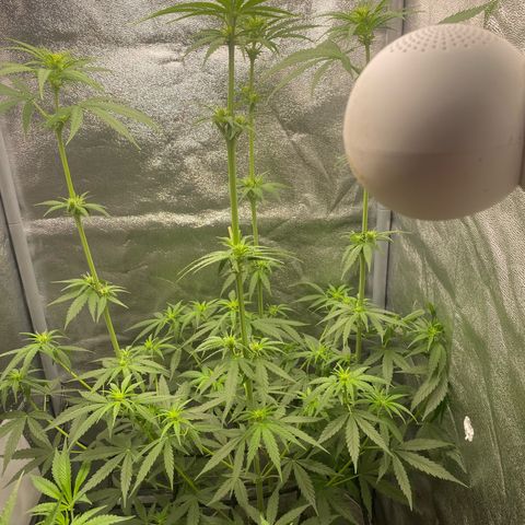 Gorilla Cookies FF growlog timeline photo