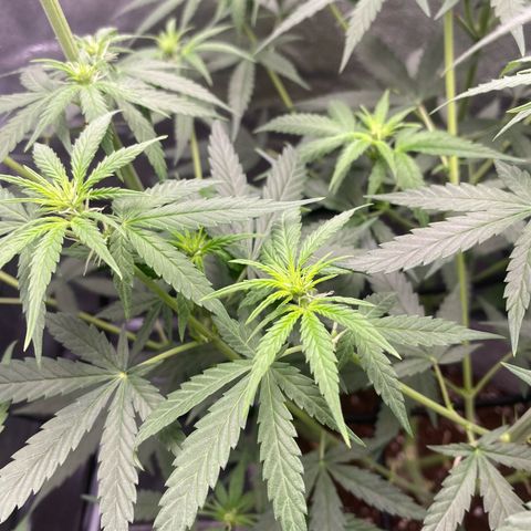 Gorilla Cookies FF growlog timeline photo