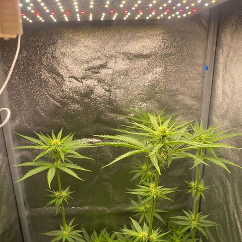 Gorilla Cookies FF growlog timeline photo
