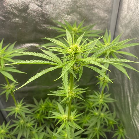 Gorilla Cookies FF growlog timeline photo