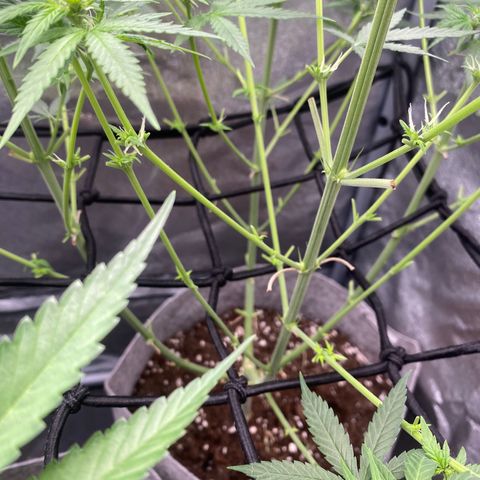Gorilla Cookies FF growlog timeline photo