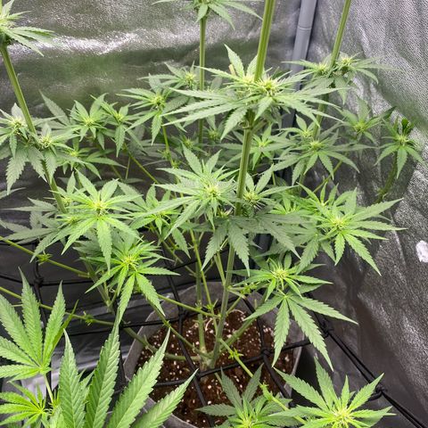 Gorilla Cookies FF growlog timeline photo