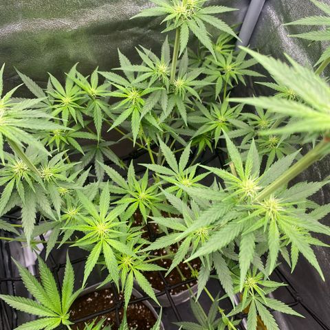 Gorilla Cookies FF growlog timeline photo