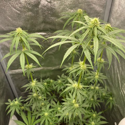 Gorilla Cookies FF growlog timeline photo