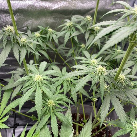 Gorilla Cookies FF growlog timeline photo