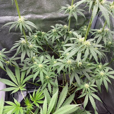 Gorilla Cookies FF growlog timeline photo