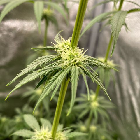 Gorilla Cookies FF growlog timeline photo
