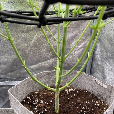 Gorilla Cookies FF growlog timeline photo
