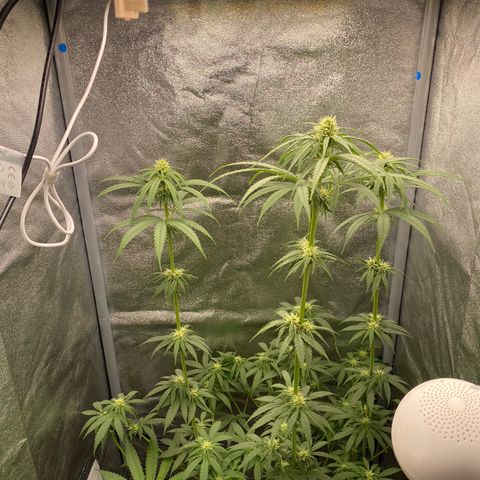 Gorilla Cookies FF growlog timeline photo