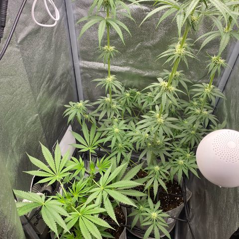 Gorilla Cookies FF growlog timeline photo