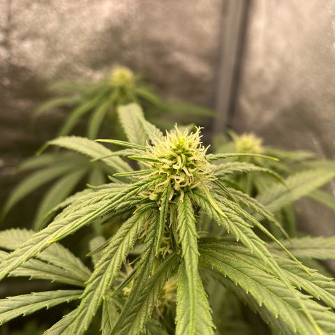 Gorilla Cookies FF growlog timeline photo